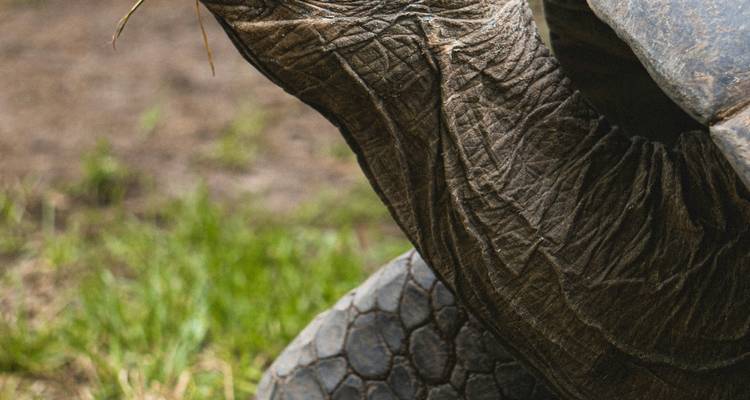 Gros plan extrême du cou ridé et de la carapace d'une tortue géante en train de brouter.