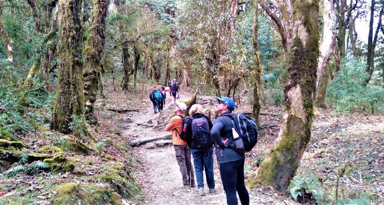 Un groupe de randonneurs marche dans une forêt de rhododendrons luxuriante et recouverte de mousse.