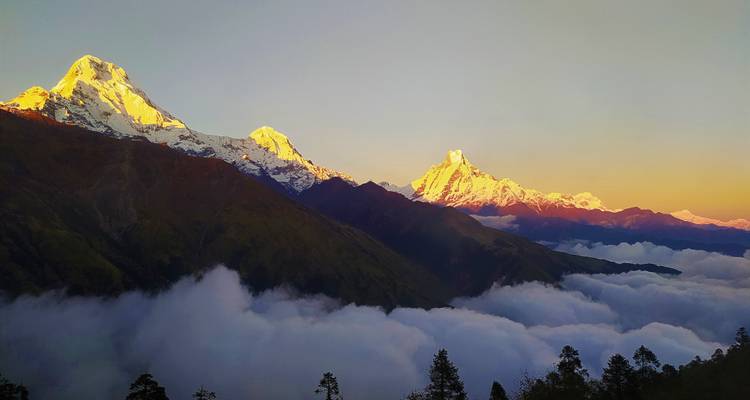 Los picos nevados de Annapurna brillan con la salida dorada del sol sobre un mar de nubes.