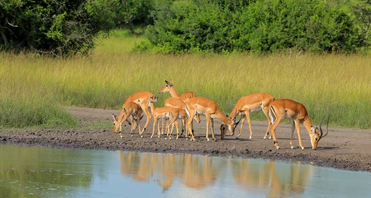 Een kudde antilopen drinkt aan de rand van een spiegelglad watergatje met hoog gras erachter
