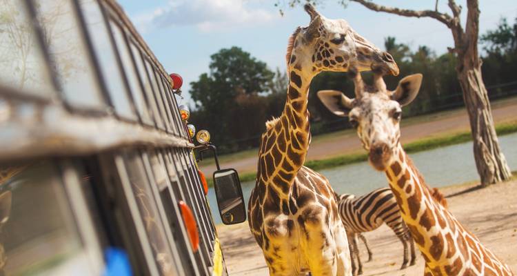 Giraffen naderen een safaribus terwijl een zebra naast een klein waterlichaam graast