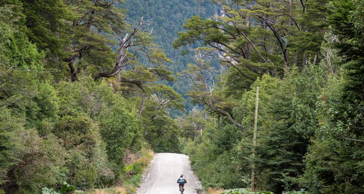 Cyclist rides a narrow gravel track through dense Patagonian forest with towering trees.