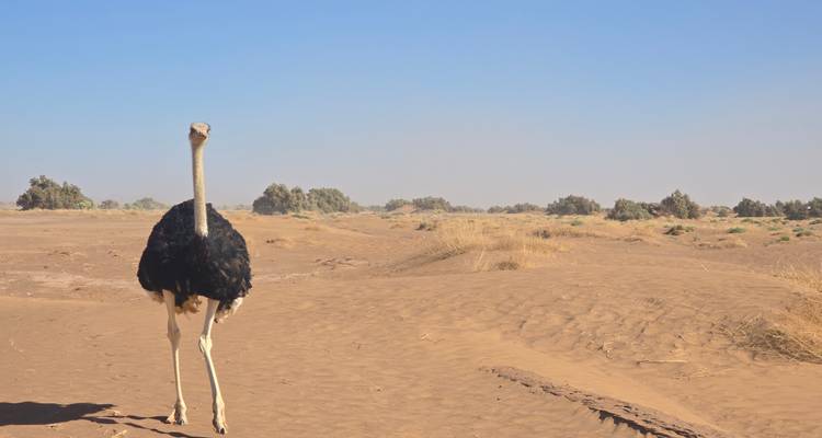 Un avestruz solitario se encuentra alerta en el terreno desértico abierto bajo un cielo azul brumoso.