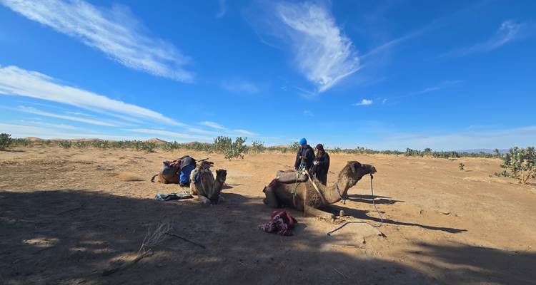 Los cuidadores de camellos preparan camellos ensillados descansando en terreno arenoso bajo un amplio cielo azul.