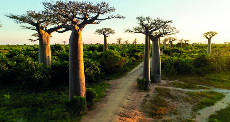 Iconic baobab alley with massive trunks lining a dirt road at sunset.