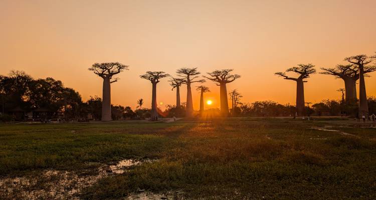 Silhouetted baobab trees against an orange sunset sky with wetlands in foreground.