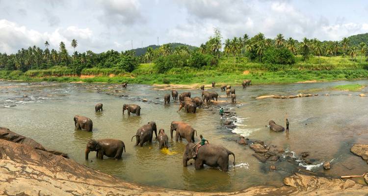Grand troupeau d'éléphants se baignant et s'abreuvant dans une large rivière peu profonde bordée de palmiers luxuriants.