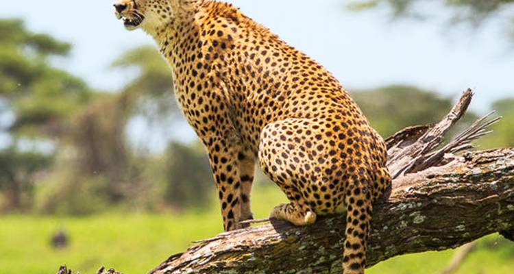 Guépard perché avec vigilance sur un tronc d'arbre tombé, scrutant la savane.