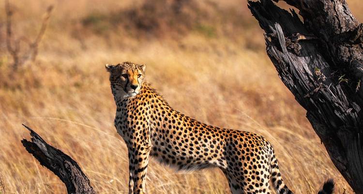 Un guépard en alerte debout à côté d'un tronc d'arbre usé par les intempéries dans une prairie aride.