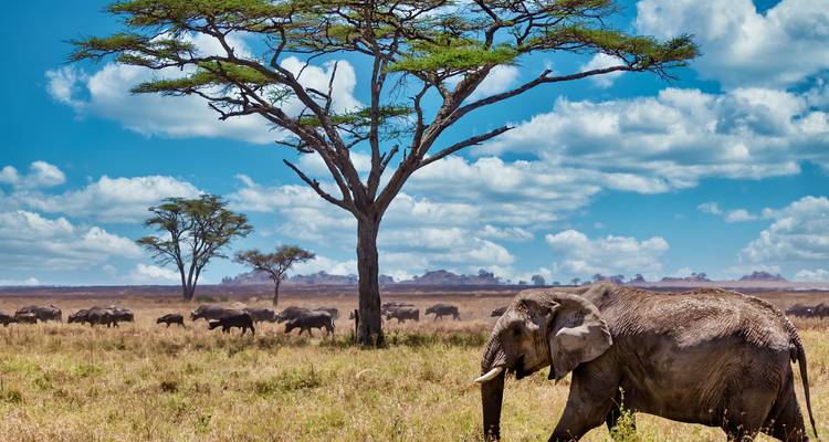 Un éléphant marchant sous un grand acacia avec une ligne de gnous à l'horizon sous un ciel bleu éclatant.