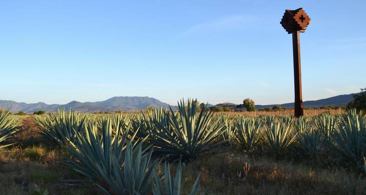 Ausgedehntes Agavenfeld unter klarem Himmel mit entfernten Bergen und einem hohen hölzernen Mezcal-Totem.