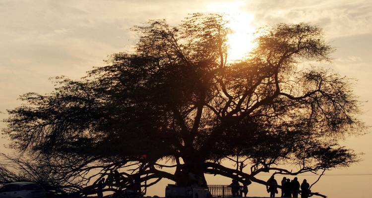 Silhouetted visitors stand beneath the sprawling Tree of Life at sunset.