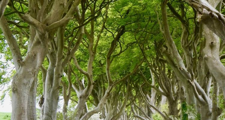 Una avenida tipo túnel de hayas entrelazadas conocida como Dark Hedges que crea un arco natural.