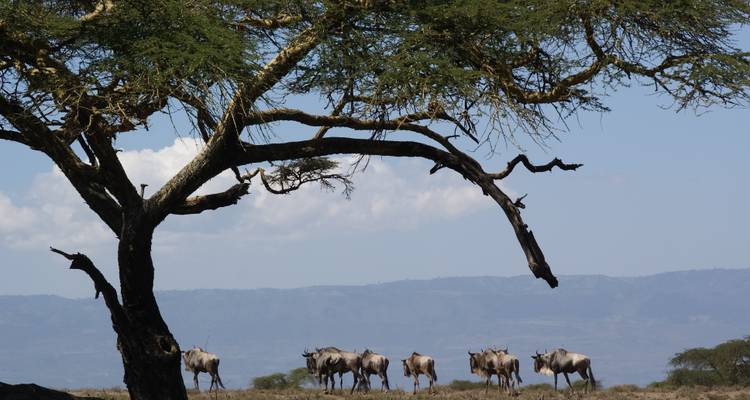 Kuddegnu's grazing onder een uitgestrekte acacia met mistige heuvels daarachter