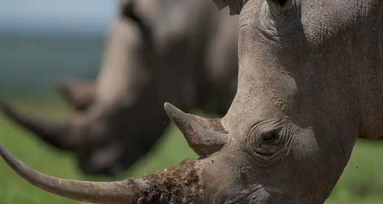 Close-up van een grazende neushoorn met een ander dier wazig op de achtergrond op een groene savanne.