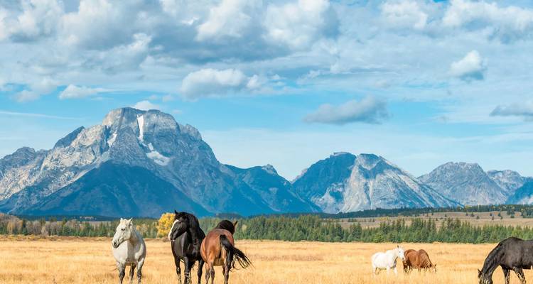 Los caballos pastan en una pradera dorada bajo una dramática cadena de montañas rocosas con cimas nevadas.
