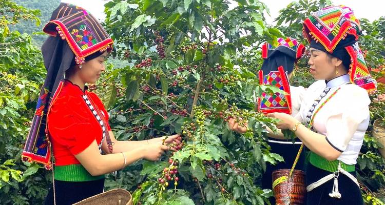 Two women in colourful ethnic dress harvesting ripe coffee cherries on a lush plantation