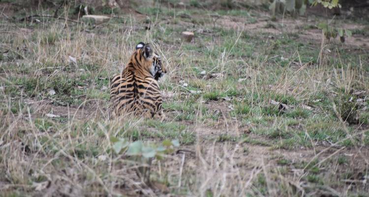 Tiger von hinten, der sich in die grasbewachsene Landschaft des Nationalparks einfuegt.