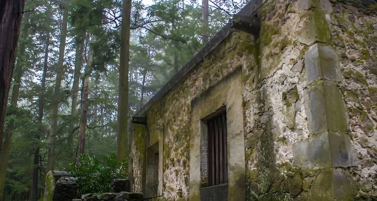 Moosbedeckte Steinruinen stehen inmitten hoher nebelhafter Kiefern in einem stillen Wald.