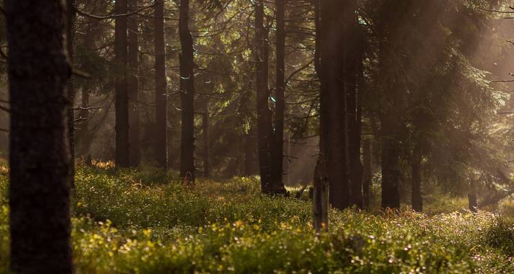 Sonnenstrahlen durchdringen hohe Nadelstammtrunks und erhellen üppiges Unterholz in einem nebligen Wald.