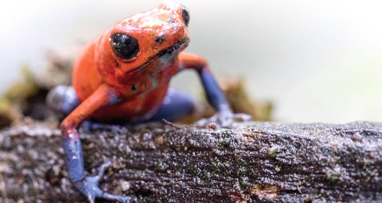 Makroaufnahme eines leuchtend roten und blauen Pfeilgiftfrosches, der auf einem moosigen Stamm im Regenwald sitzt.
