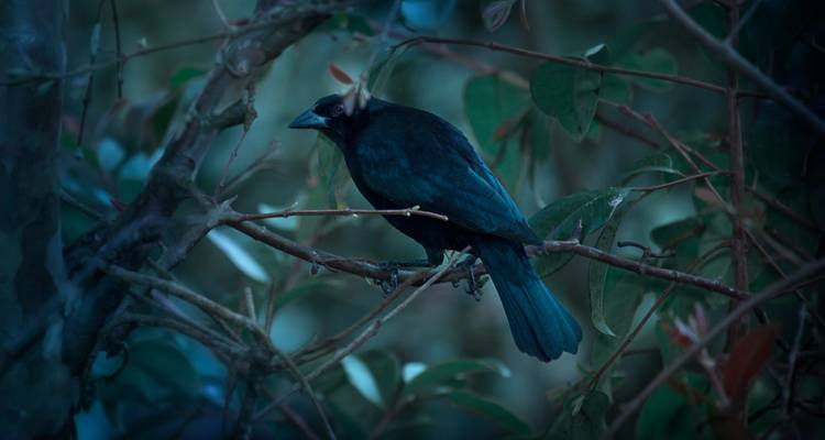 Dark-feathered bird perches on a branch in low light within dense foliage.