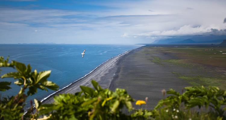 Vue aérienne panoramique d'une plage noire rencontrant l'océan turquoise avec un oiseau solitaire s'élevant près du feuillage vert des falaises.