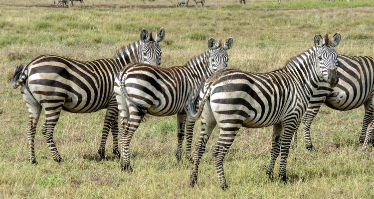 Quatre zèbres se tiennent alertes dans l'herbe courte, leurs rayures nettes sur la savane pâle.