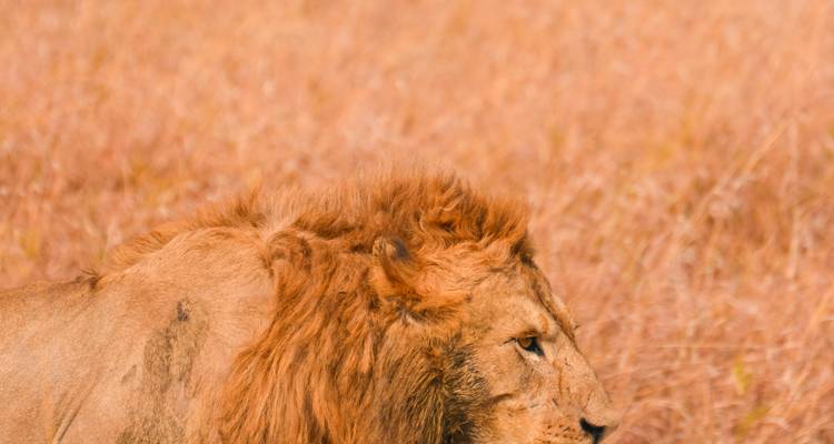 Profil d'un lion mâle avec sa crinière agitée légèrement, sur un fond d'herbe fauve aux tons chauds.