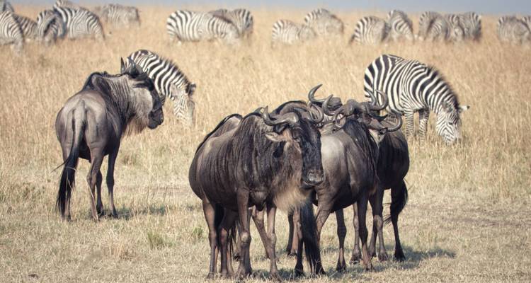 Un groupe de gnou se tient alerte tandis que les zèbres paissent dans l'herbe haute et dorée de la savane