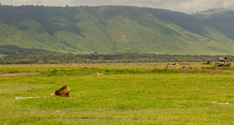 Un lion mâle repose dans l'herbe verte luxuriante avec des pentes volcaniques ondulantes et des véhicules de safari au loin