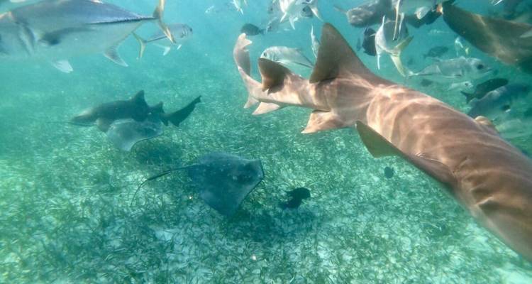 Scène sous-marine avec un requin-infirmier, des raies et des poissons tropicaux nageant au-dessus de l'herbe marine dans une eau turquoise cristalline.