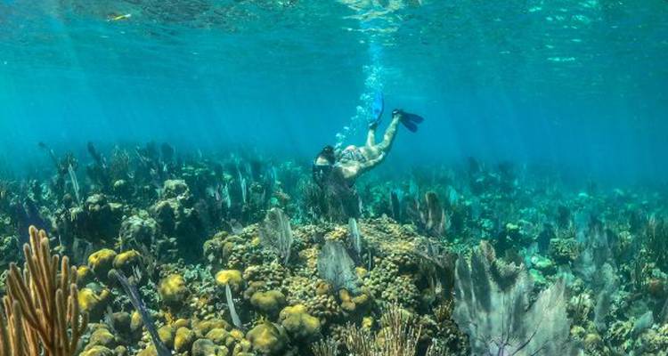 Un plongeur en apnée explore les magnifiques jardins de corail fourmillant d'éventails de mer dans les eaux cristallines des Caraïbes.