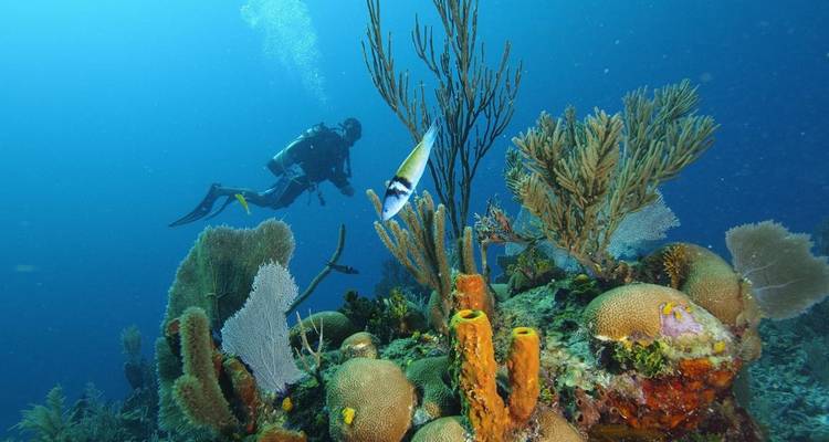 Un plongeur sous-marin explore un récif coloré couvert d'éponges avec des poissons tropicaux dans une eau bleu profond.