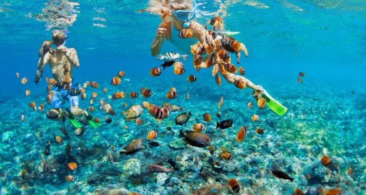 Deux plongeurs en apnée entourés de poissons tropicaux colorés au-dessus d'un récif corallien dans une eau bleu clair