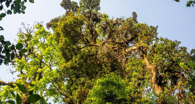 Upward view of dense green tropical canopy in Costa Rica's cloud forest.