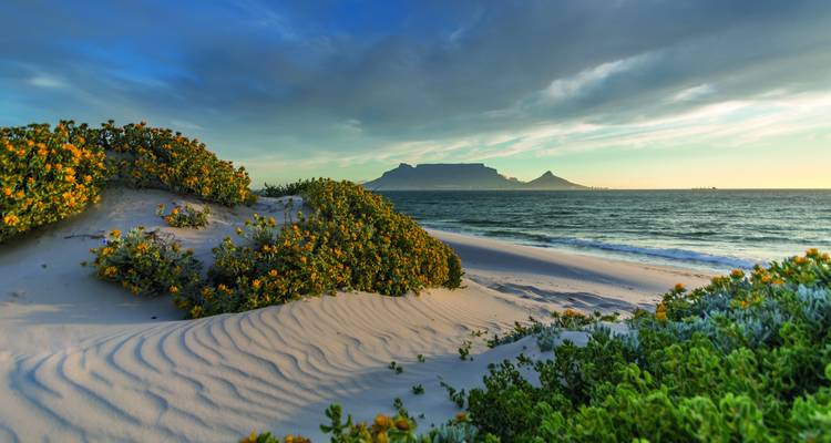 Sanddünen und blühende Küstensträucher, die bei Sonnenaufgang den fernen Tafelberg über die Bucht hinweg einrahmen.