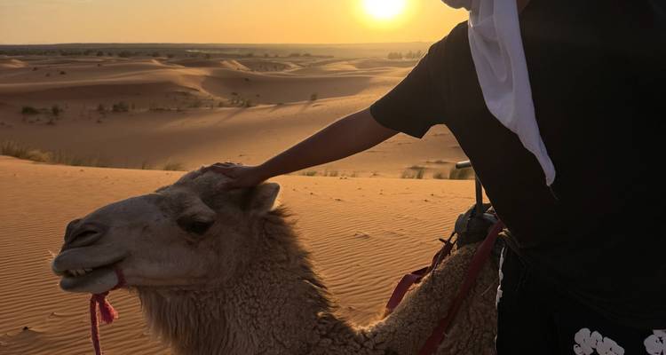 Viajero acariciando un camello al atardecer sobre las dunas del desierto ondulante.