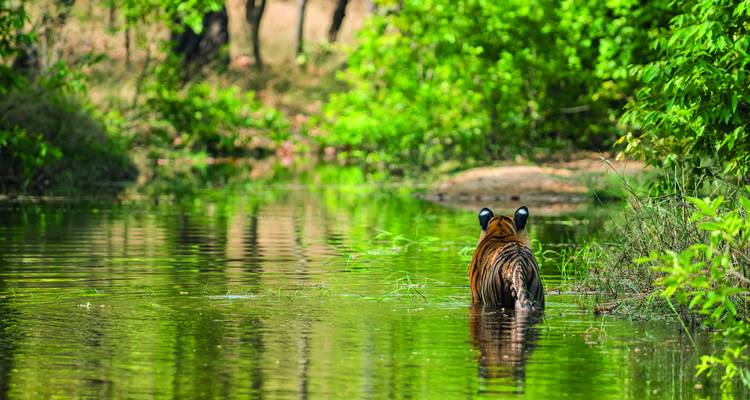 Ein Bengaltiger, der durch einen reflektierenden Waldbach mit üppig grünem Laub watet.
