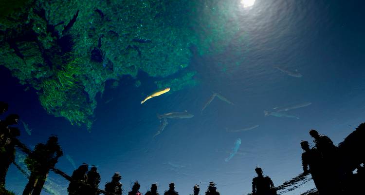 Vista desde bajo el agua cristalina de un manantial que muestra peces y las siluetas de los espectadores.