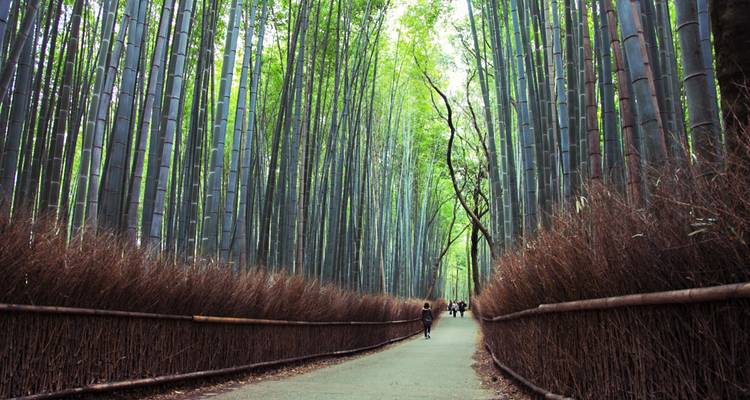 Bosque denso y alto de bambú con visitantes caminando por un sendero central en Arashiyama.