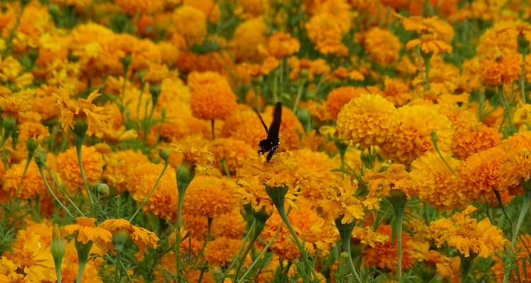 Mariposa negra revoloteando entre una alfombra densa de flores de caléndula naranja.