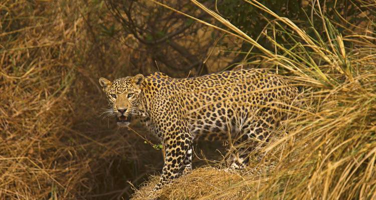 Leopard standing in golden grass, looking toward the camera