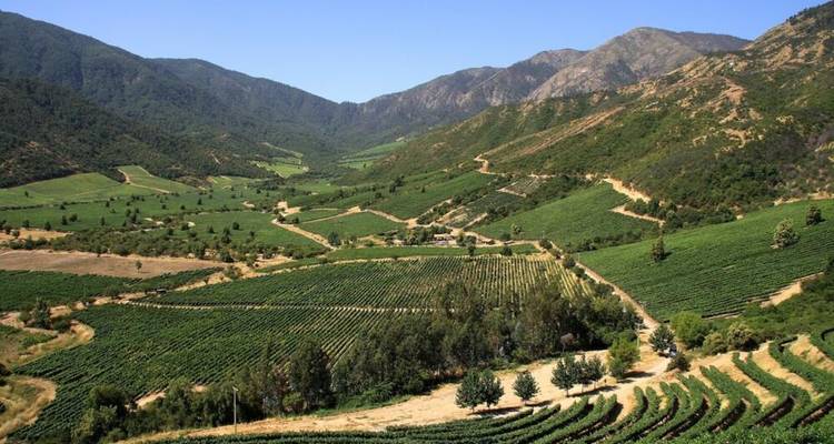 Vue panoramique sur des rangées ordonnées de vignobles remplissant une large vallée verdoyante encadrée par des montagnes bleu-gris escarpées sous un ciel sans nuages.
