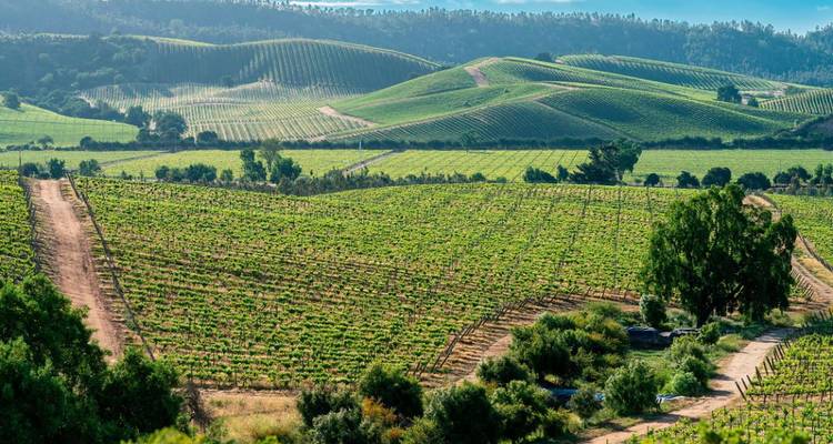 Des collines doucement ondulantes recouvertes de rangées de vignobles soignées sous une douce lumière matinale dans la région viticole du Chili.