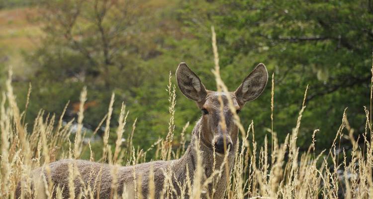 Patagonian huemul deer peering through tall golden grasses in a wild landscape