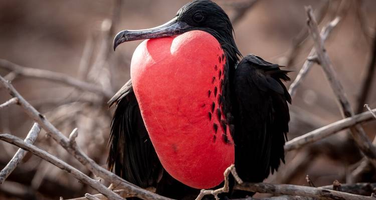 Macho del ave fragata magnífica con la bolsa de garganta de color rojo brillante inflada, posado entre ramas secas.