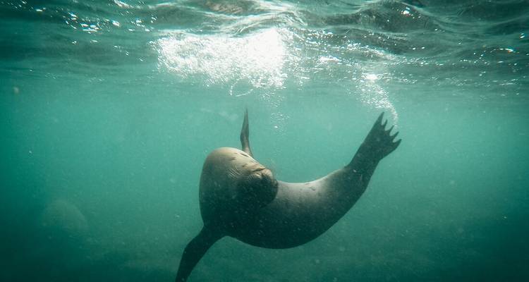 El león marino nada graciosamente bajo el agua soplando burbujas en el mar turquesa cristalino.