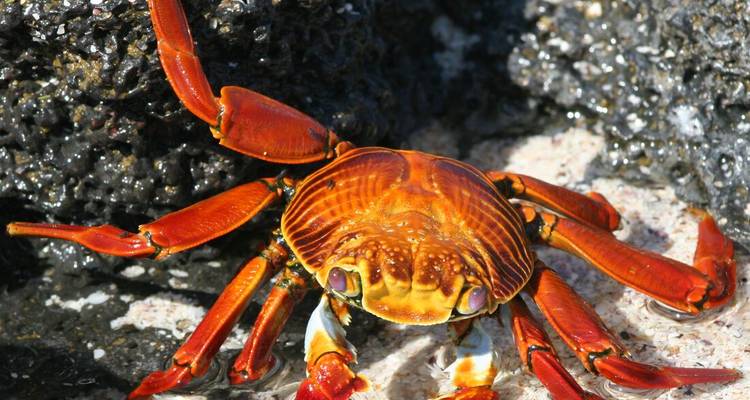 El cangrejo Sally Lightfoot de color naranja brillante se aferra a la roca volcánica oscura en el borde del agua.