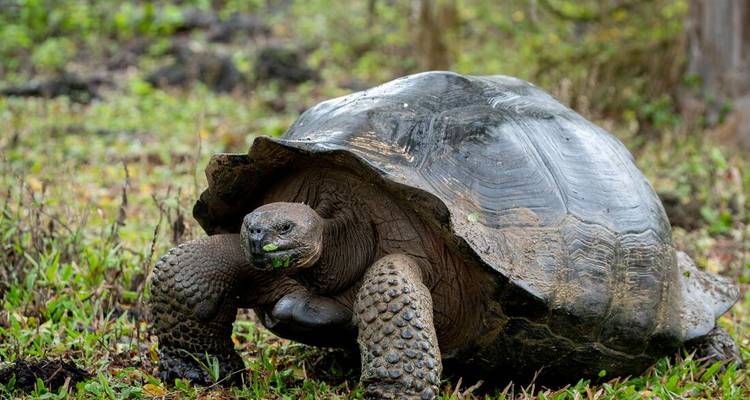La tortuga gigante de Galápagos come vorazmente vegetación mientras camina por el pasto exuberante.